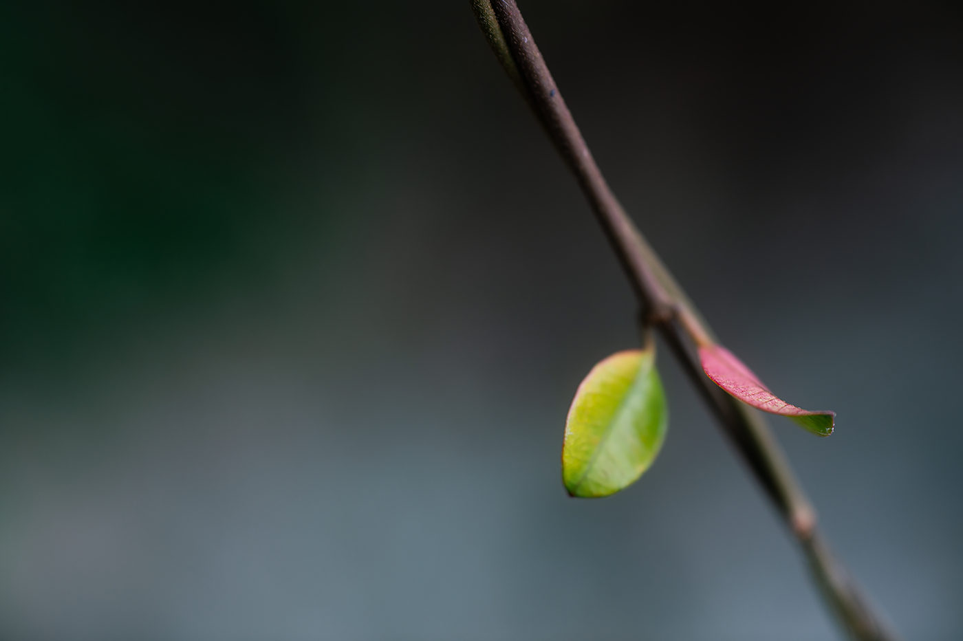 Nikon Df:NIKKOR-S Auto 55mm F1.2+K&F Black Diffusion 1/4+Kenko AC CLOSE-UP No.4:ISO100 f2.8 1/320