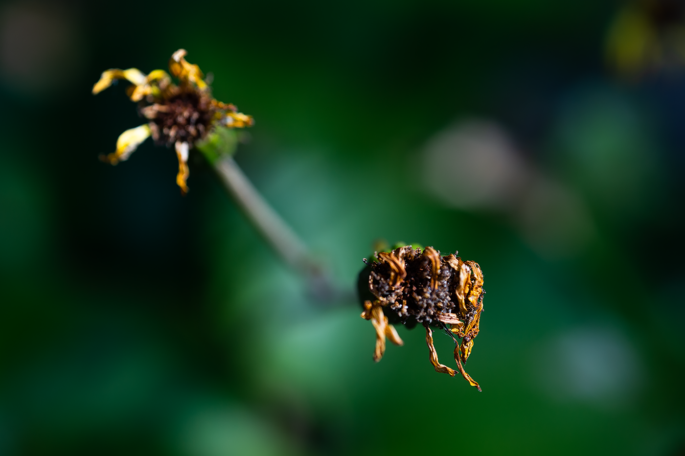 Nikon Df:NIKKOR-S Auto 55mm F1.2+Kenko AC CLOSE-UP No.4:ISO100 f4 1/1000