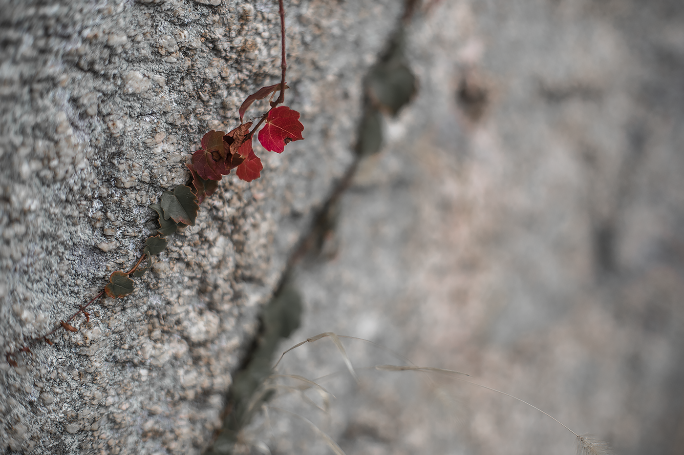 Nikon Df:NIKKOR-S Auto 55mm F1.2+K&F Black Diffusion 1/4:ISO100 f1.4 1/2500