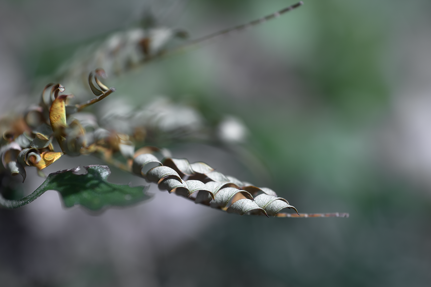 Nikon Df:NIKKOR-S Auto 55mm F1.2+K&F Black Diffusion 1/4+Kenko AC CLOSE-UP No.4:ISO100 f2.8 1/500