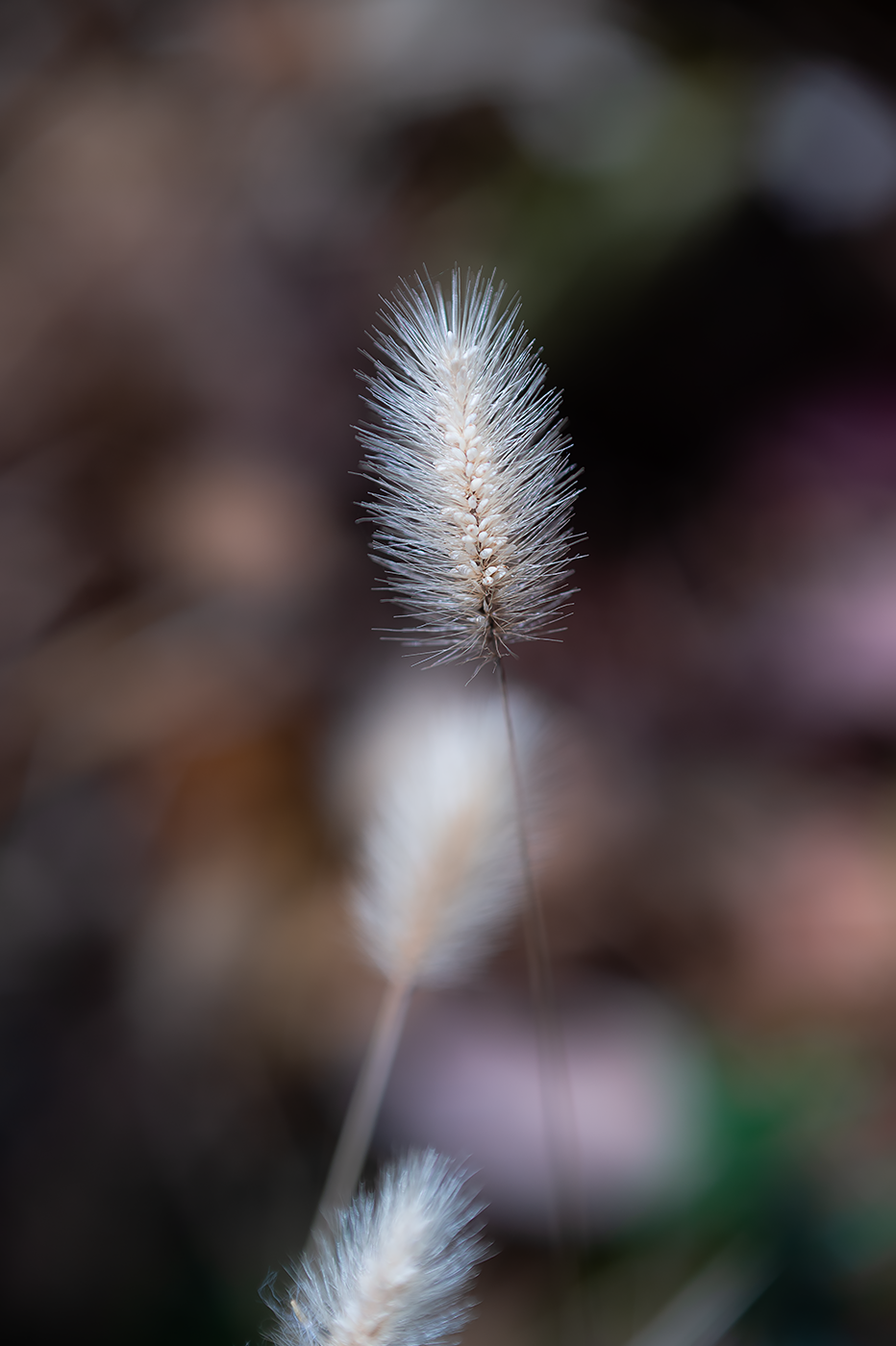 Nikon Df:NIKKOR-S Auto 55mm F1.2+Kenko AC CLOSE-UP No.4:ISO100 f2.8 1/3200