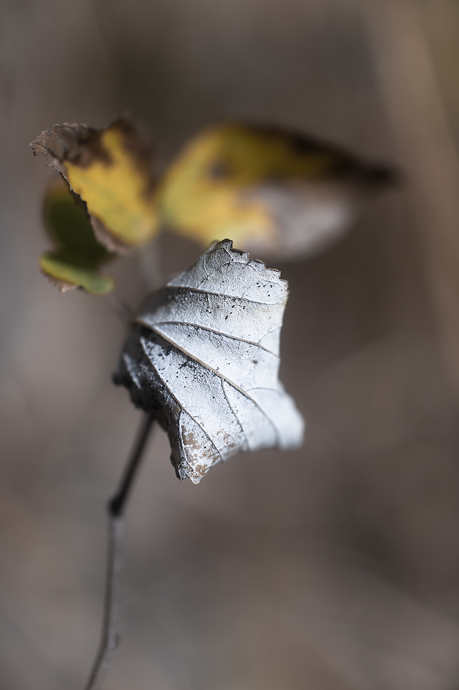 Nikon Df:NIKKOR-S Auto 55mm F1.2+K&F Black Diffusion 1/4+Kenko AC CLOSE-UP No.2&4:ISO100 f2.8 1/500