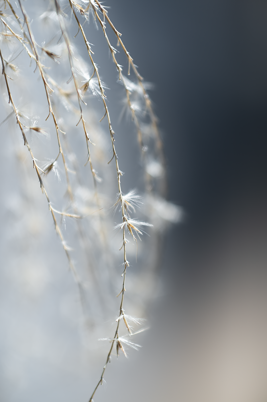 Nikon Df:NIKKOR-S Auto 55mm F1.2+K&F Black Diffusion 1/4+Kenko AC CLOSE-UP No.4:ISO100 f2 1/4000