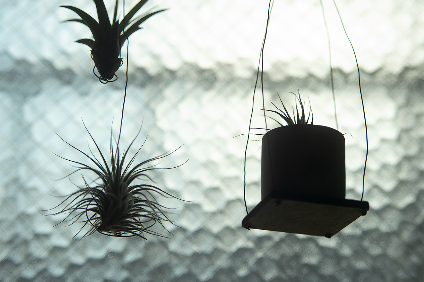 Nikon Df：Asahi Opt. SMC Takumar 55mm F1.8：ISO200 f2.8 1/2500