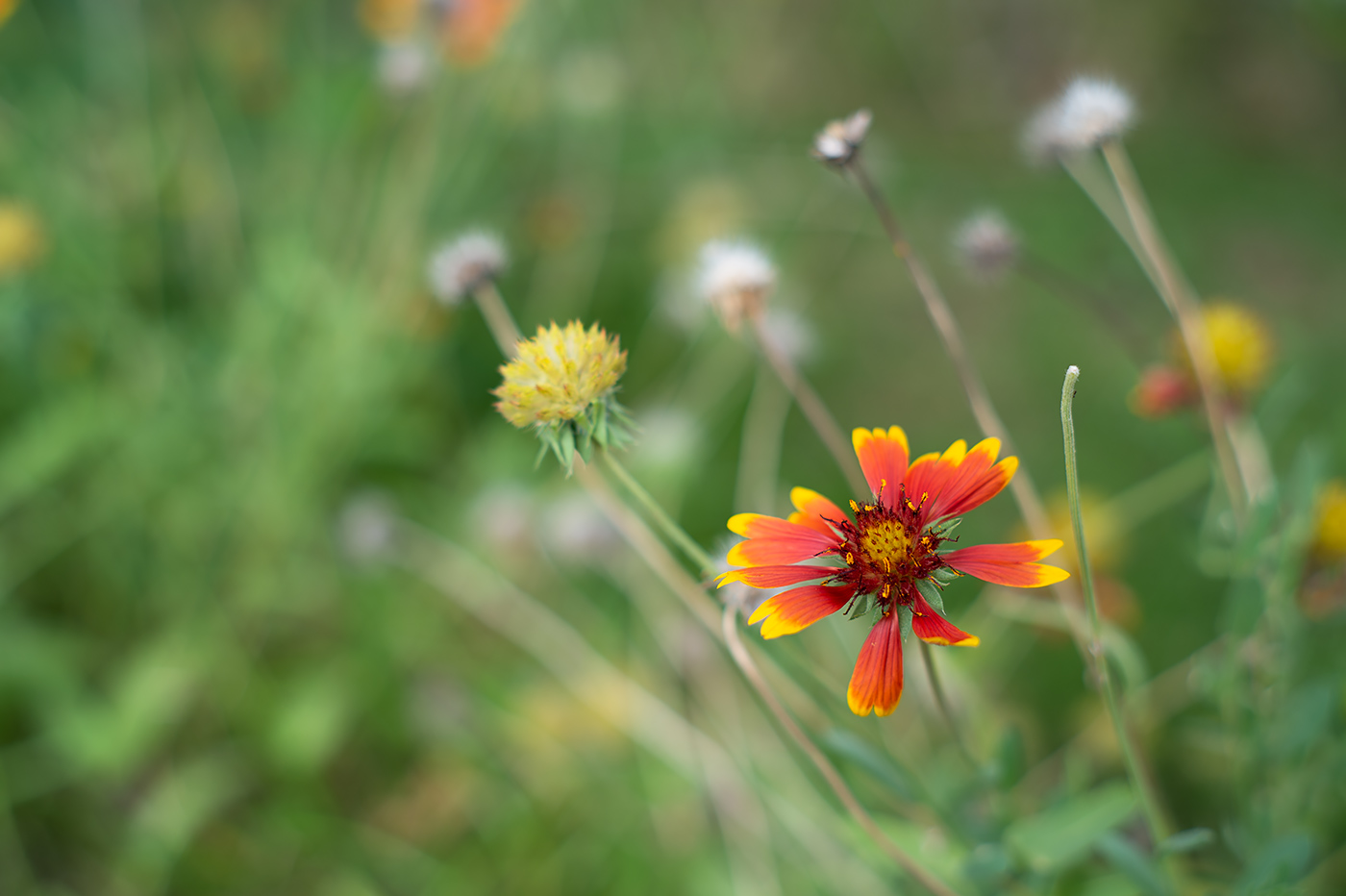 Nikon Df：Asahi Opt. SMC Takumar 55mm F1.8：ISO100 f2.8 1/800