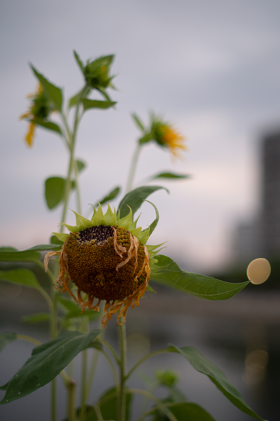 Nikon Df：Asahi Opt. SMC Takumar 55mm F1.8：ISO800 f1.8 1/1000