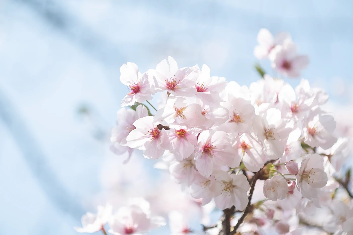 FUJIFILM X-E1:PANAGOR PMC AUTO MACRO 90mm F2.8:ISO200 f4 1/2000