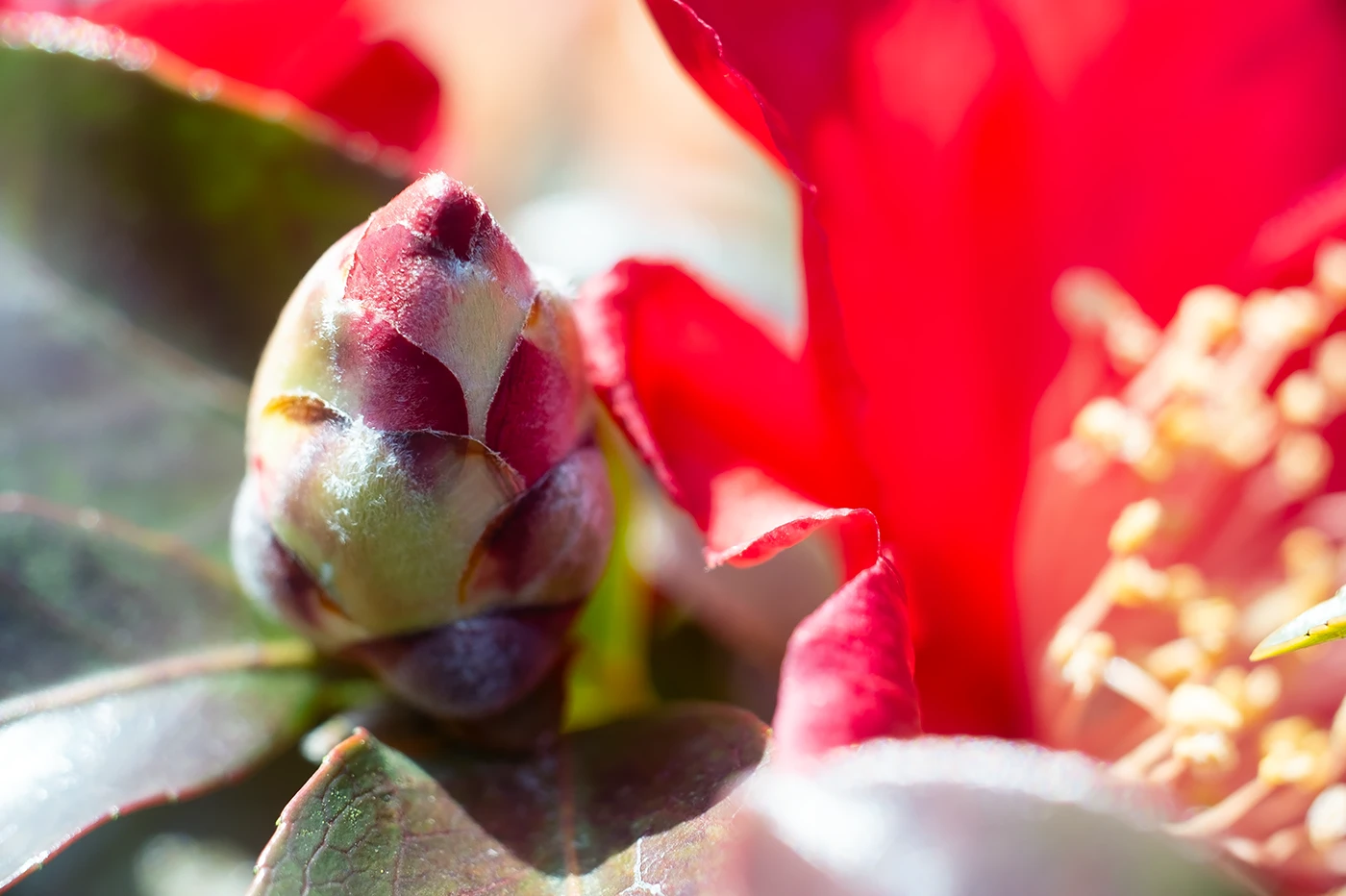 FUJIFILM X-E1:PANAGOR PMC AUTO MACRO 90mm F2.8:ISO200 f5.6 1/160