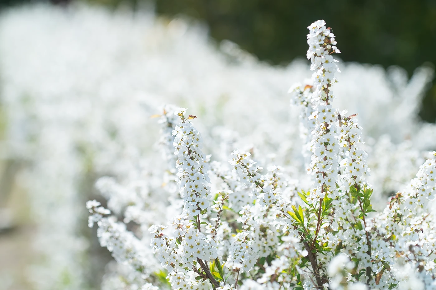 FUJIFILM X-E1:PANAGOR PMC AUTO MACRO 90mm F2.8:ISO200 f3.2 1/2000