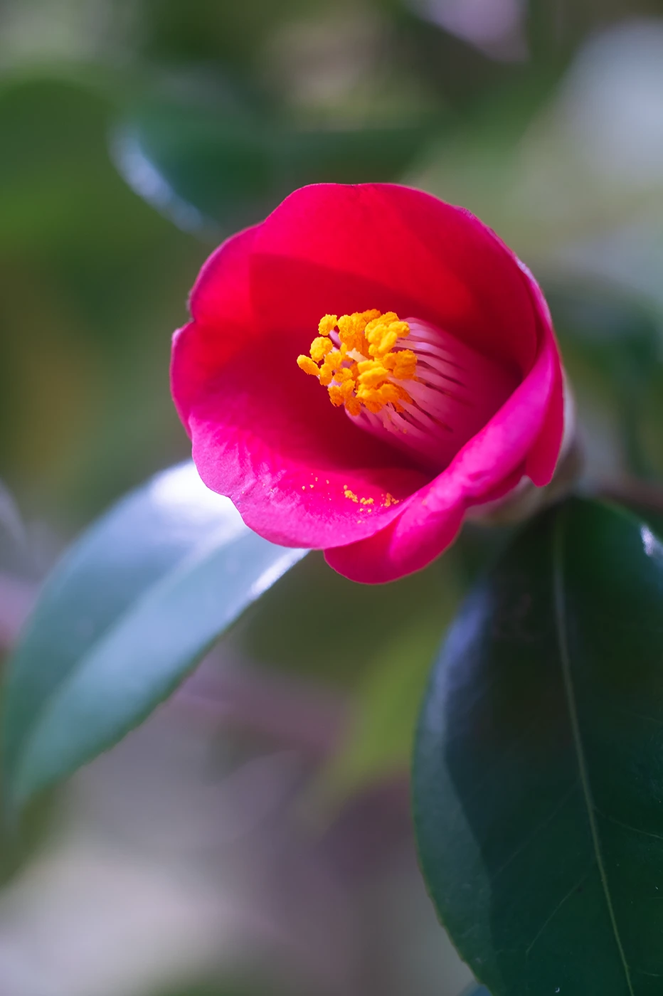 FUJIFILM X-E1:PANAGOR PMC AUTO MACRO 90mm F2.8:ISO400 f5.6 1/125